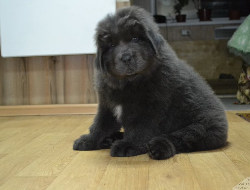 Фото: ньюфаундленд Talisman Morya Lyend Rover (Талисман Моря Лэнд Ровер)