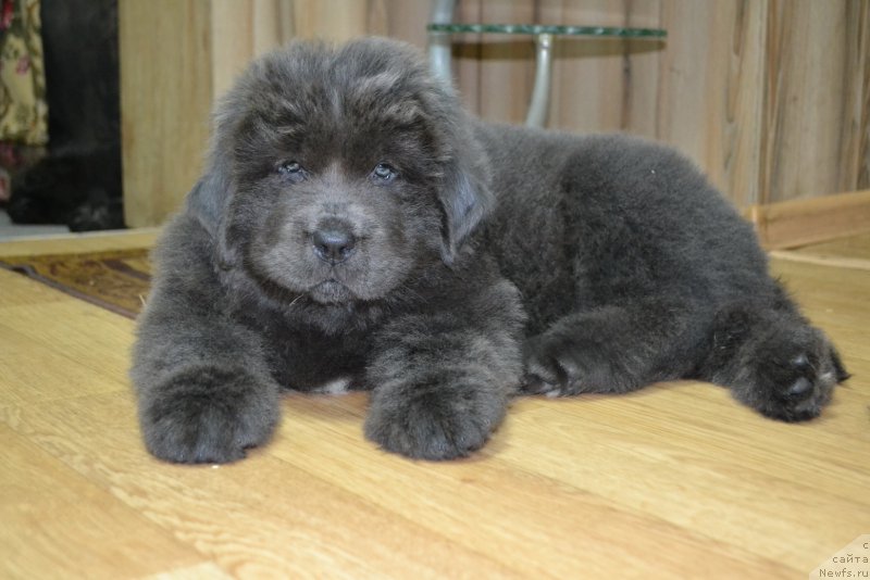 Фото: ньюфаундленд Talisman Morya Lyend Rover (Талисман Моря Лэнд Ровер)