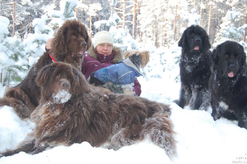 Фото: ньюфаундленд Sandra, ньюфаундленд Newettas Vanessa