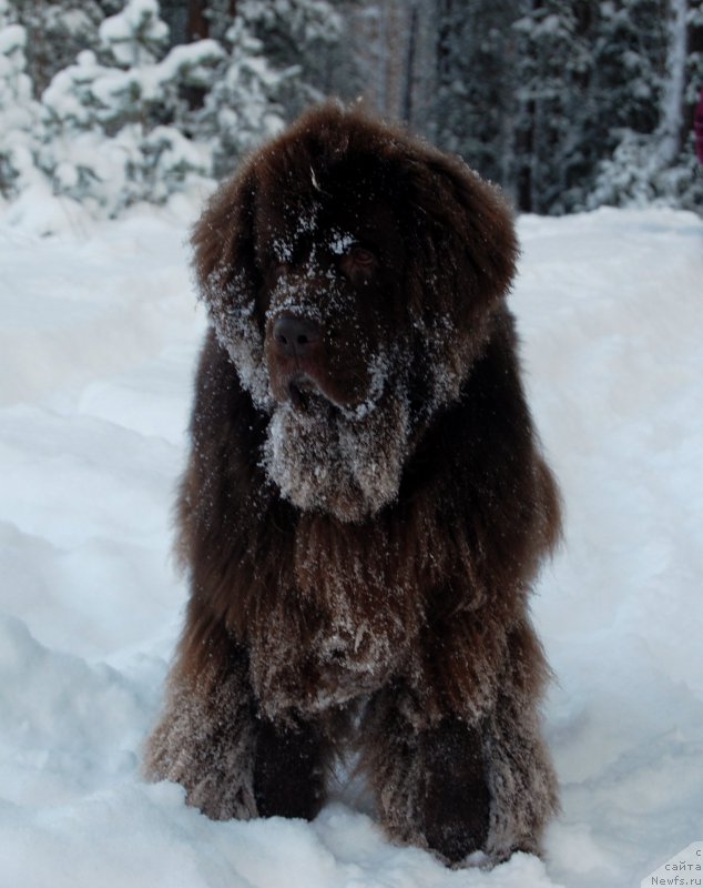 Фотография № 199478