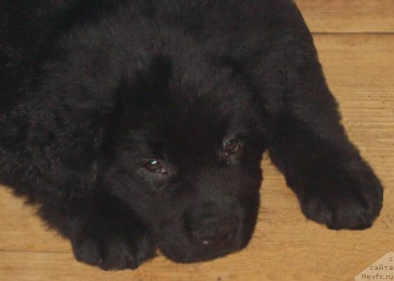 Фото: ньюфаундленд Konrad Hyendsommen (Конрад Хэндсоммен)