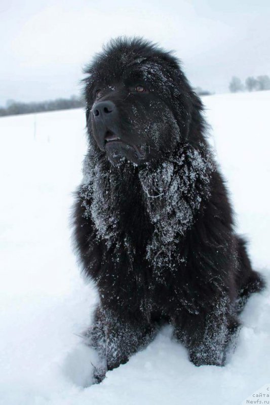 Фотография № 199496