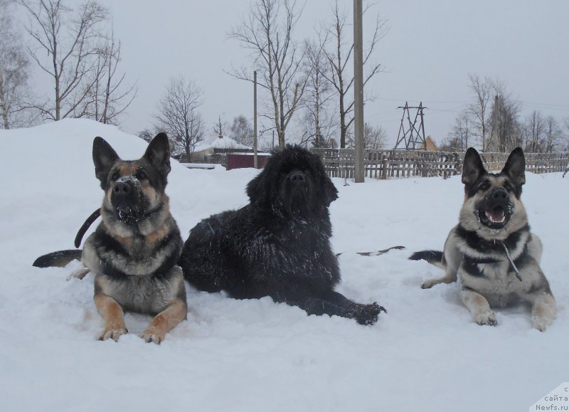 Фотография № 199499