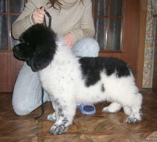 Фото: ньюфаундленд Super Bizon Argo (Супер Бизон Арго)