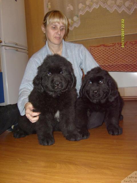 Фото: ньюфаундленд Bekingem (Бекингем), ньюфаундленд Bol'shaya Udacha dlya N'yufort (Большая Удача для Ньюфорт)