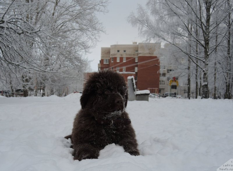 Фото: ньюфаундленд Funnewf Atlantika (Фанньюф Атлантика)