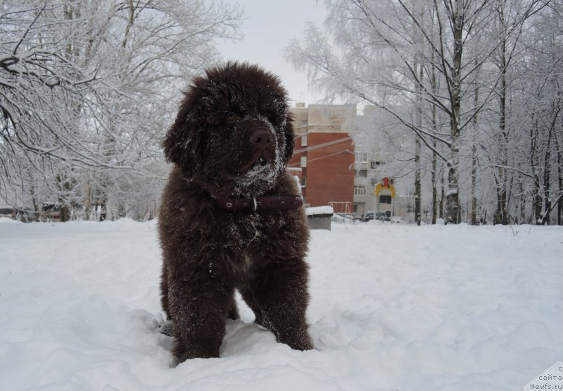 Фото: ньюфаундленд Funnewf Atlantika (Фанньюф Атлантика)