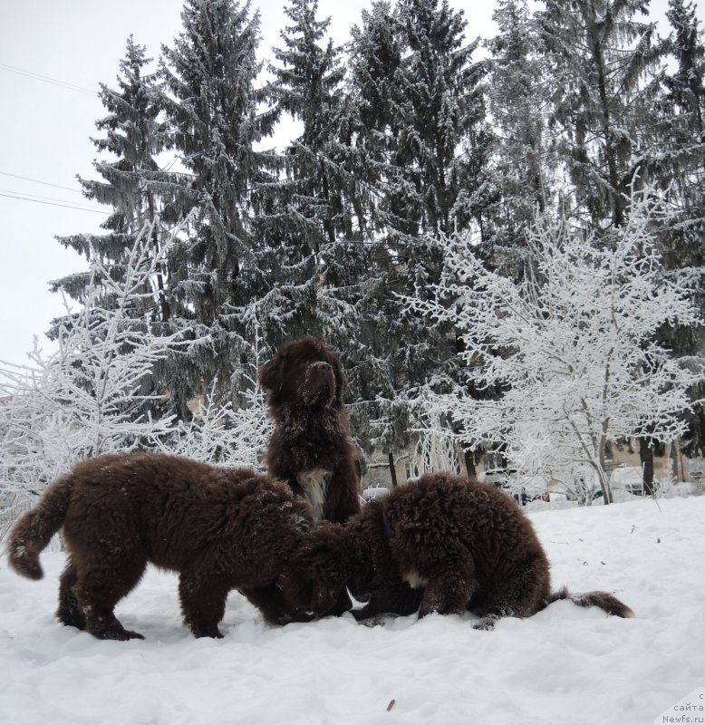 Фото: ньюфаундленд Funnewf Antarktika (Фанньюф Антарктика), ньюфаундленд Funnewf Arktika (Фанньюф Арктика), ньюфаундленд Aquatoriya Kelvin Heather Honey (Акватория Келвин Хизер Хани)