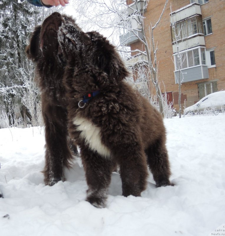 Фото: ньюфаундленд Aquatoriya Kelvin Heather Honey (Акватория Келвин Хизер Хани), ньюфаундленд Funnewf Arktika (Фанньюф Арктика)