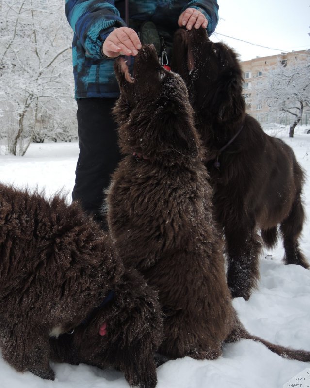 Фото: ньюфаундленд Aquatoriya Kelvin Heather Honey (Акватория Келвин Хизер Хани), ньюфаундленд Funnewf Antarktika (Фанньюф Антарктика)