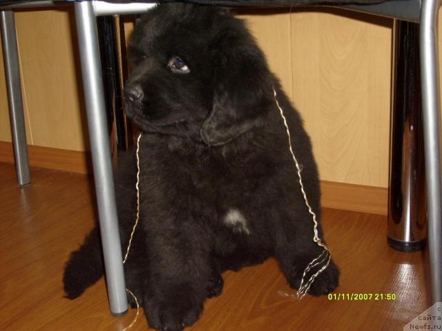 Фото: ньюфаундленд Bekingem (Бекингем)