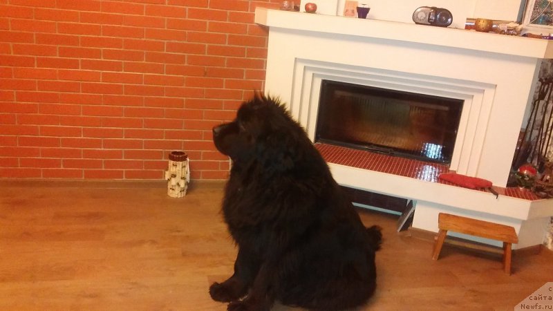 Фотография № 199513