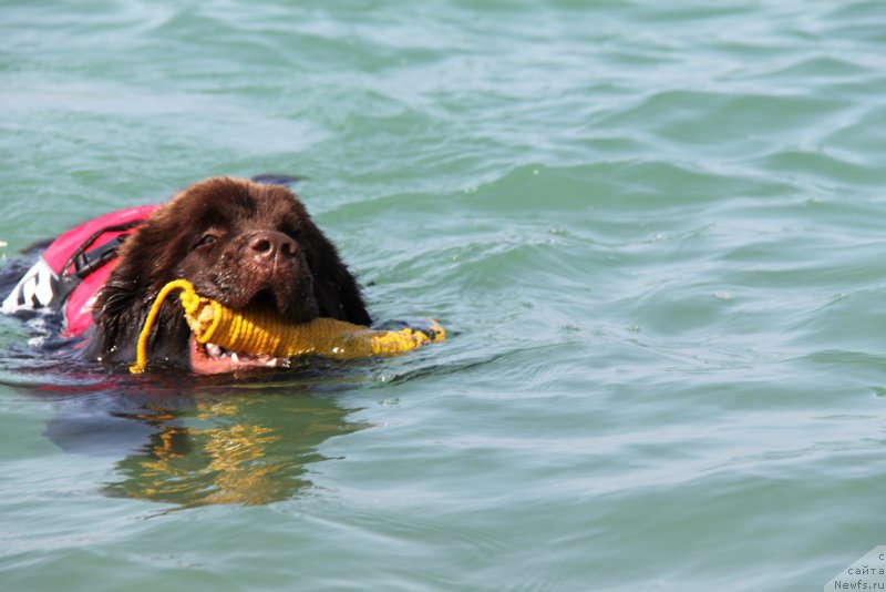 Фото: ньюфаундленд N'yufort Vivian (Ньюфорт Вивиан)