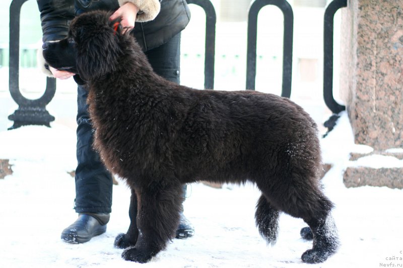 Фото: ньюфаундленд Belkonder-Club Bella Renaissance (Белкондер-Клаб Белла Ренессанс)