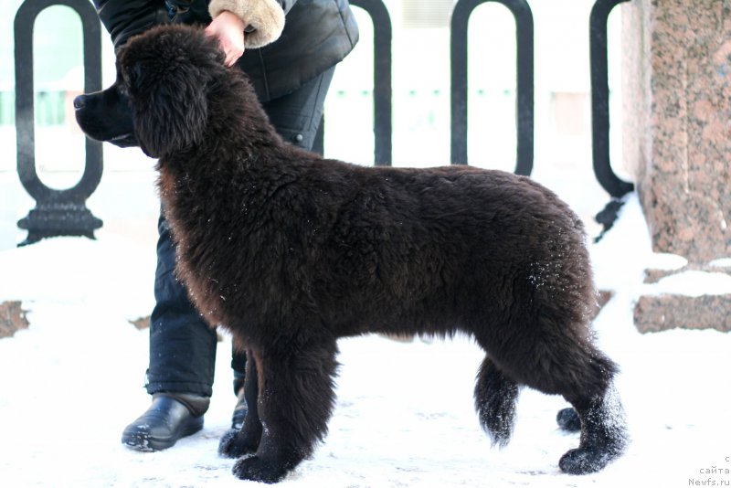 Фото: ньюфаундленд Belkonder-Club Bella Renaissance (Белкондер-Клаб Белла Ренессанс)