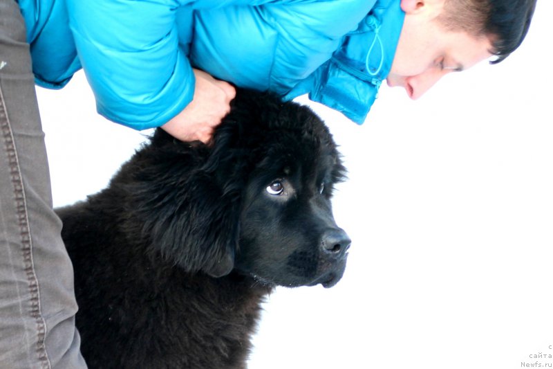 Фото: ньюфаундленд Belkonder-Club Bella Renaissance (Белкондер-Клаб Белла Ренессанс)