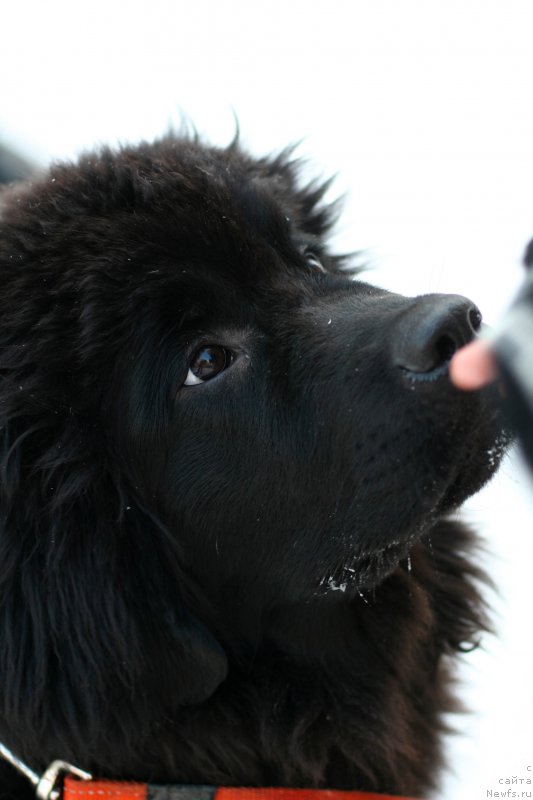 Фото: ньюфаундленд Belkonder-Club Bella Renaissance (Белкондер-Клаб Белла Ренессанс)