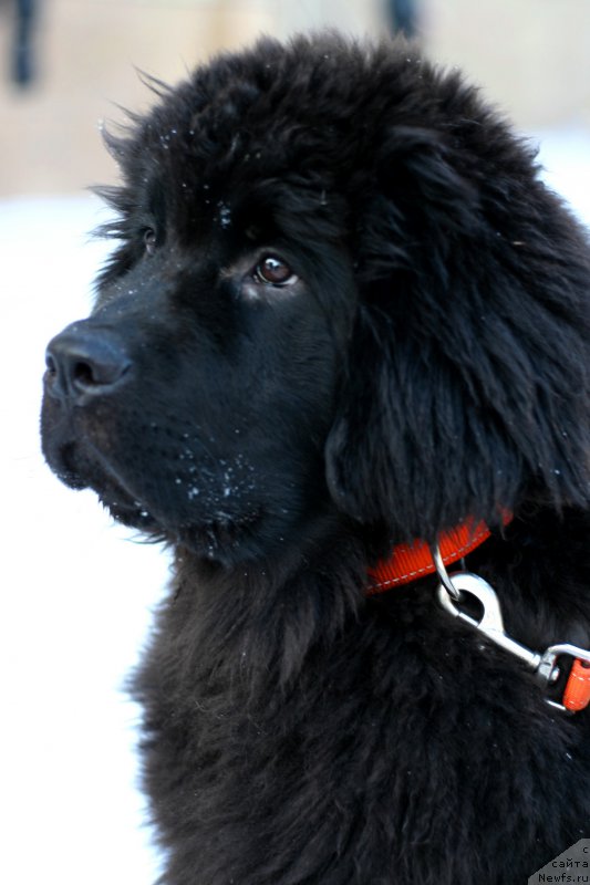 Фото: ньюфаундленд Belkonder-Club Bella Renaissance (Белкондер-Клаб Белла Ренессанс)