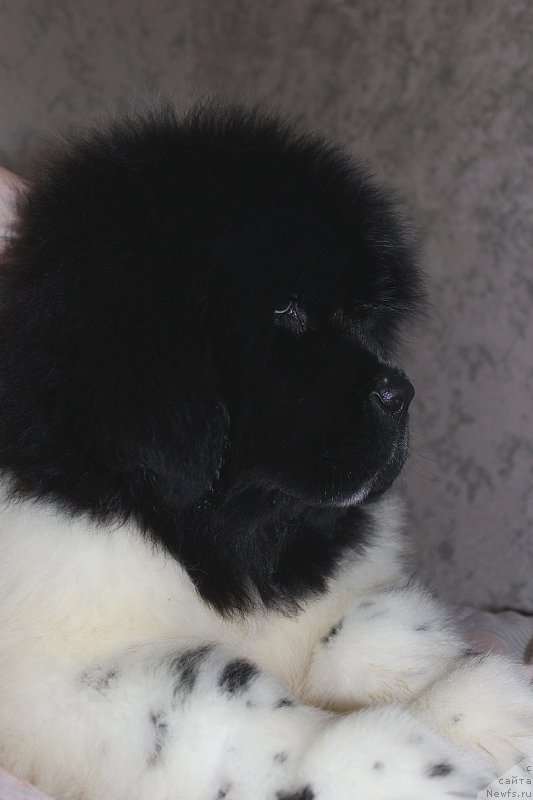 Фото: ньюфаундленд Sent Djons Unik'yue for Othellos Sunliht (Сент Джонс Уникьюе фор Отхеллос Сунлихт)