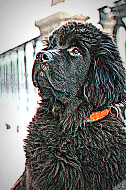 Фото: ньюфаундленд Belkonder-Club Bella Renaissance (Белкондер-Клаб Белла Ренессанс)