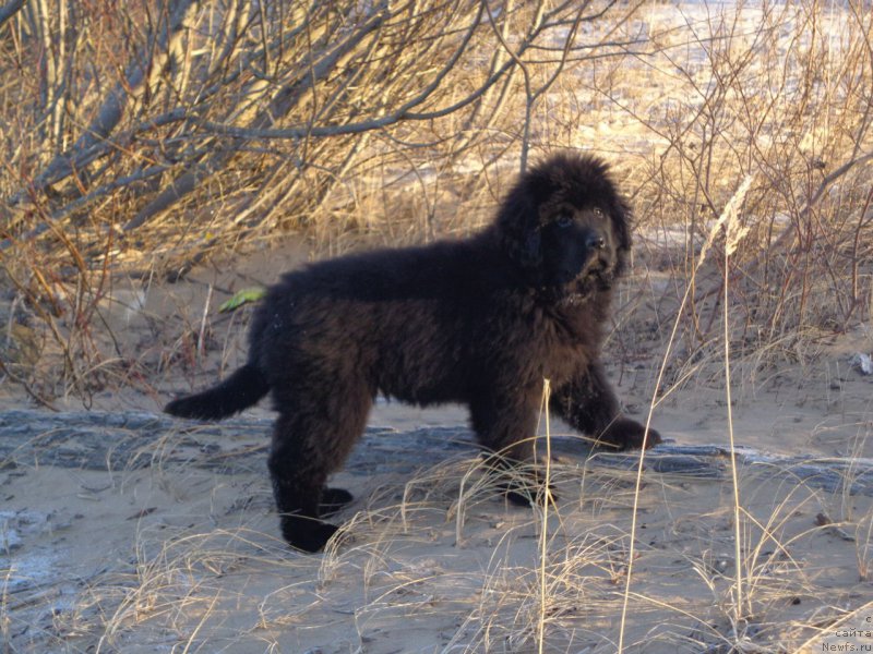 Фото: ньюфаундленд Moya Stikhiya Loreyn Ditrix (Моя Стихия Лорейн Дитрих)