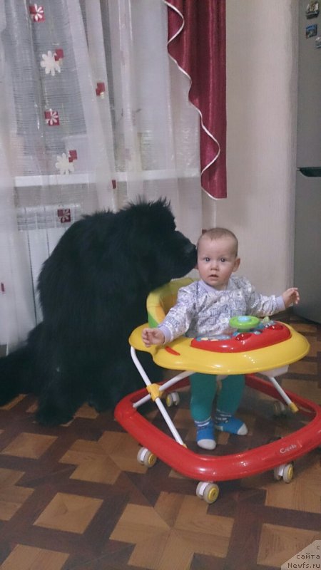 Фото: ньюфаундленд Aquatoriya Kelvin Schedrost Fortuny (Акватория Келвин Щедрость Фортуны)