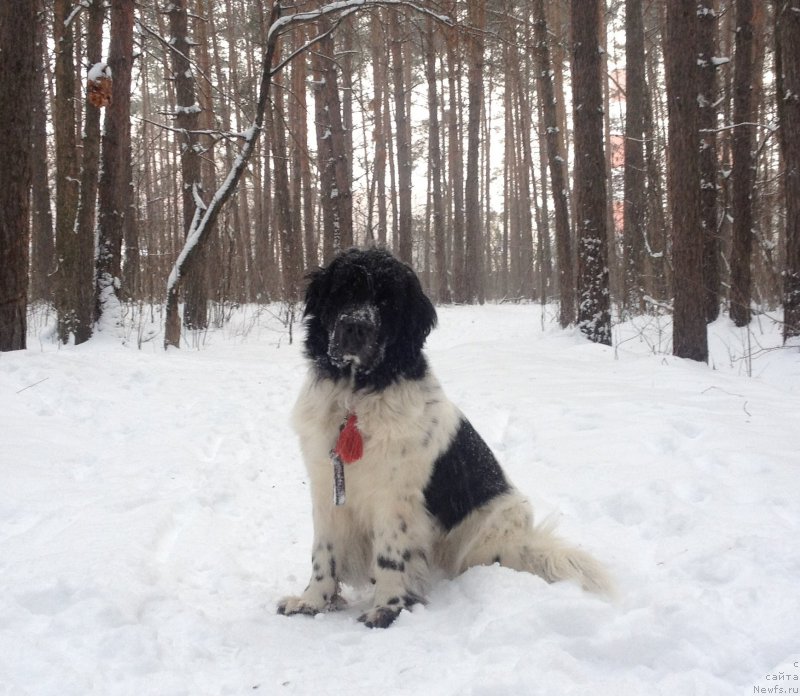 Фото: ньюфаундленд Sent Djons Isida (Сент Джонс Исида)