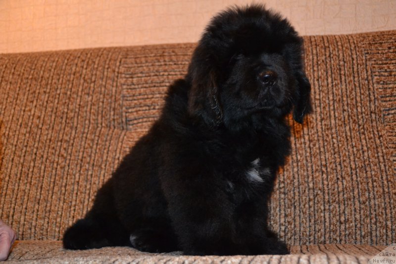 Фото: ньюфаундленд Talisman Morya La-Mansh (Талисман Моря Ла-Манш)