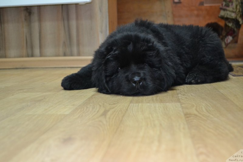 Фото: ньюфаундленд Talisman Morya La-Mansh (Талисман Моря Ла-Манш)