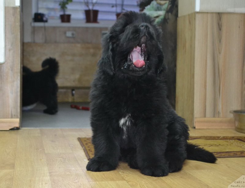 Фото: ньюфаундленд Talisman Morya La-Mansh (Талисман Моря Ла-Манш)