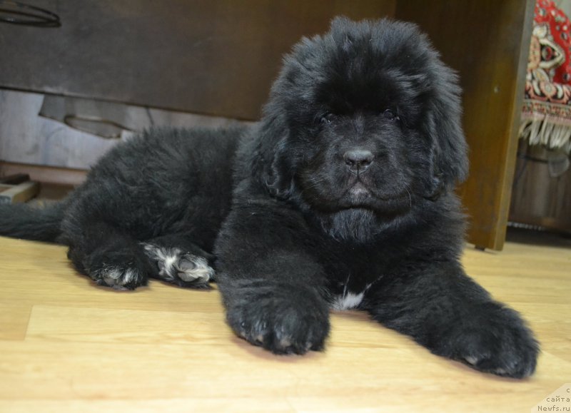 Фото: ньюфаундленд Talisman Morya La-Valetta (Талисман Моря Ла-Валетта)