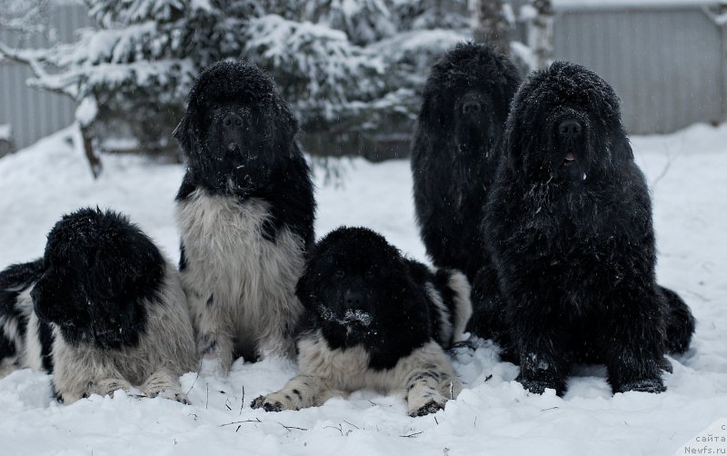 Фотография № 199552