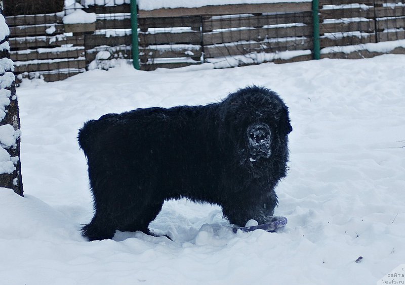 Фото: ньюфаундленд Mississippi-Missouri Such a Great Boy