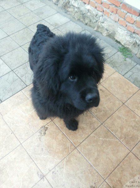 Фото: Irina Valieva (Ирина Валиева), ньюфаундленд Art Deko Osobyiy SHik (Арт Деко Особый Шик)