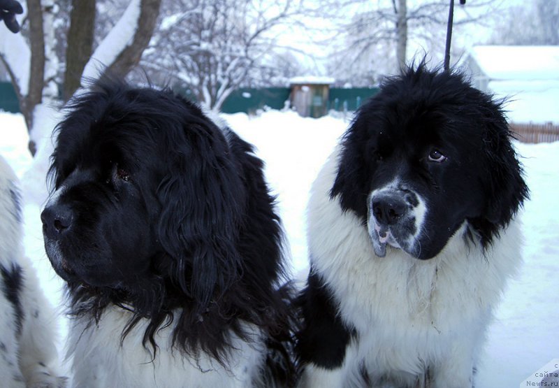 Фотография № 199562