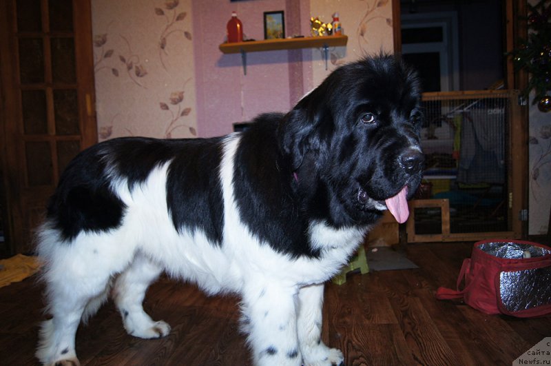 Фотография № 199566