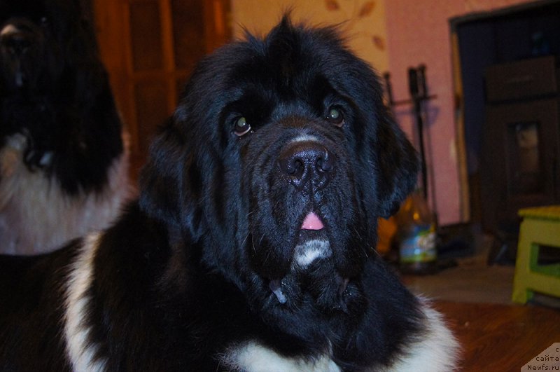 Фотография № 199568