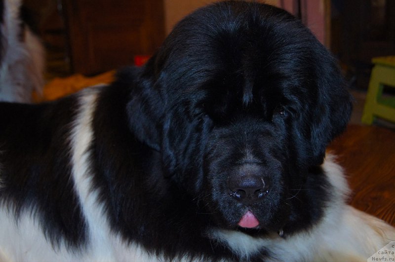 Фотография № 199569