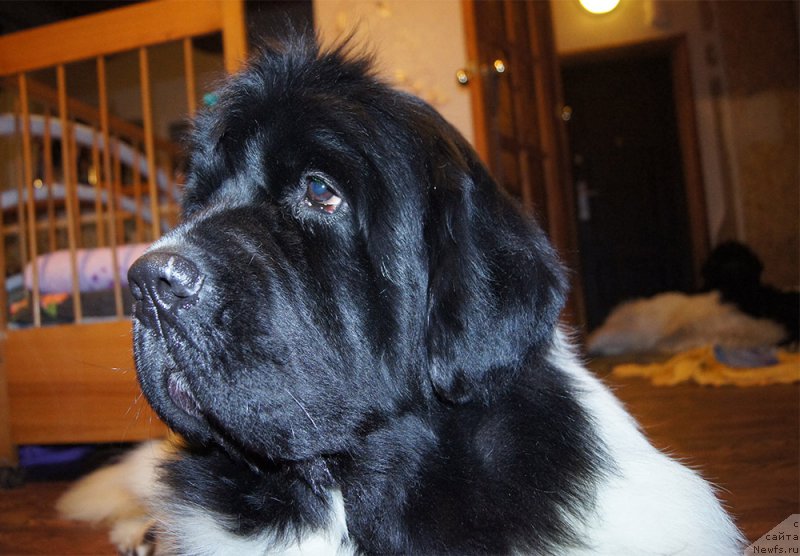 Фотография № 199573