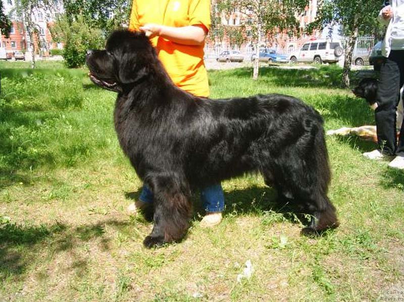 Фото: ньюфаундленд Obush Shed Edisson Nicole (Обуш Шед Эдисон Николь)