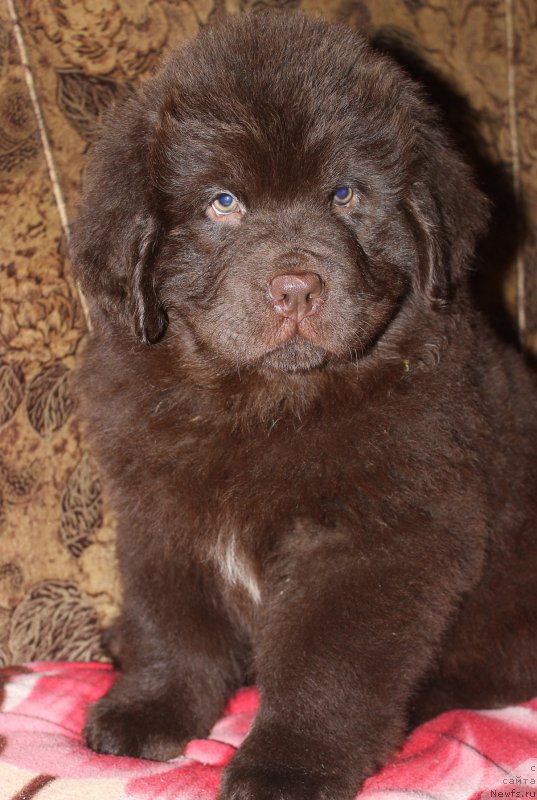 Фотография № 199581