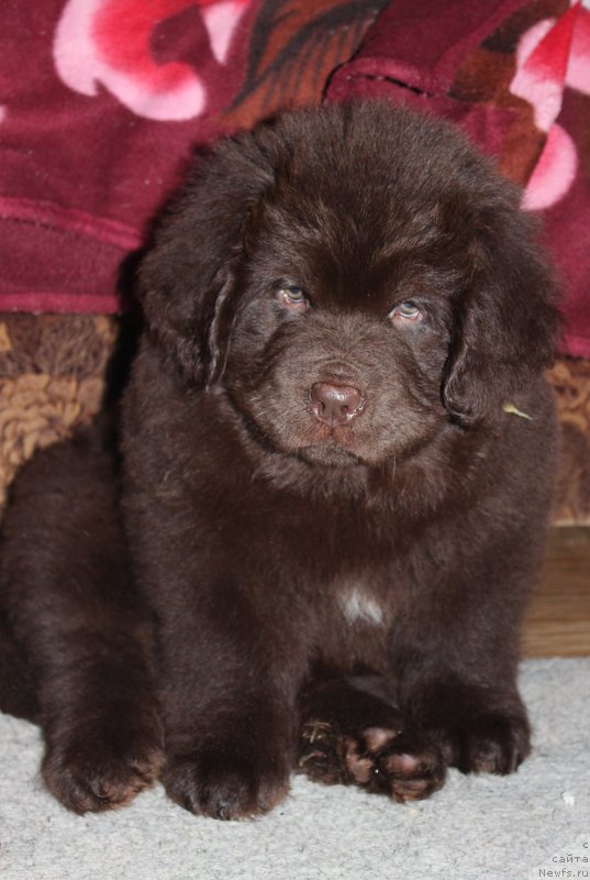 Фотография № 199582