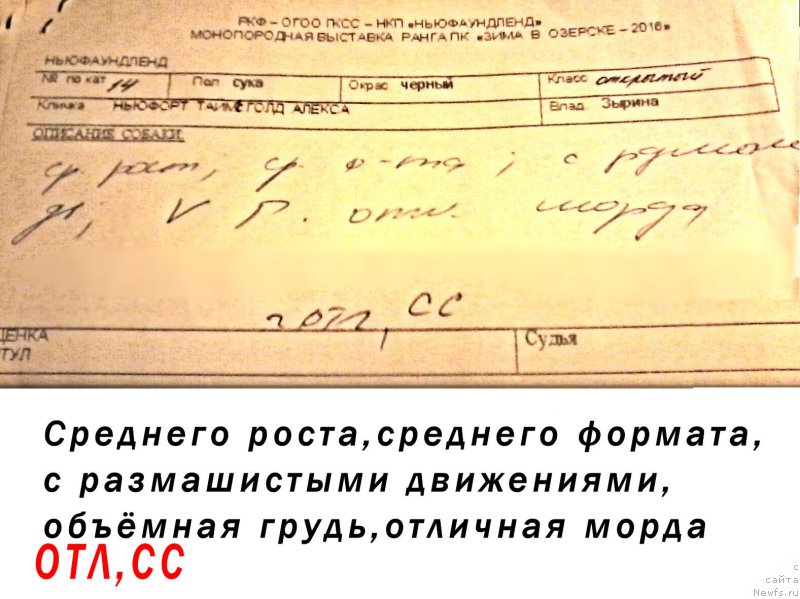 Фото: ньюфаундленд N'yufort Taym's Gold Aleksa (Ньюфорт Тайм'с Голд Алекса)