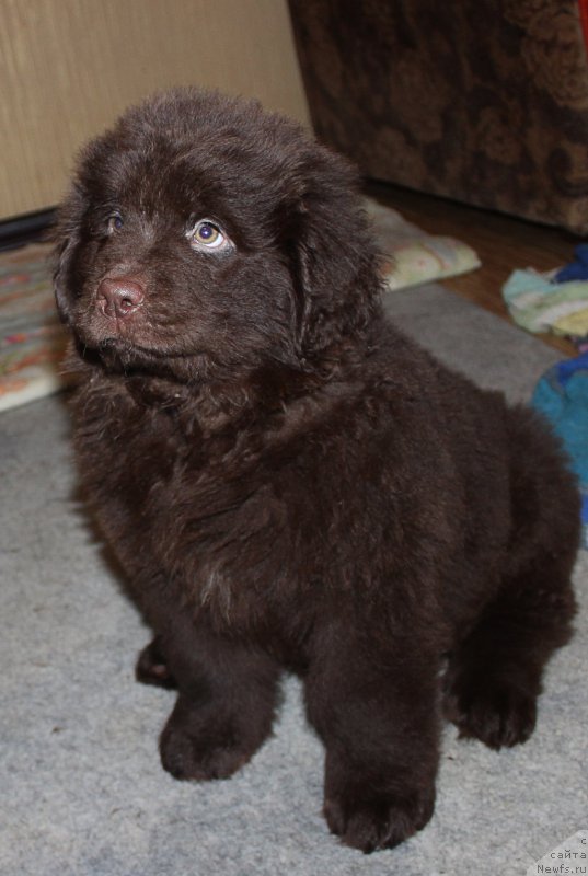 Фото: ньюфаундленд Braunblad MSK Stella Sofi (Браунблад МСК Стелла Софи)