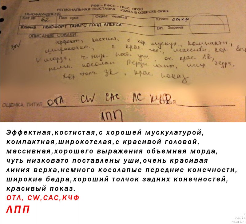 Фото: ньюфаундленд N'yufort Taym's Gold Aleksa (Ньюфорт Тайм'с Голд Алекса)