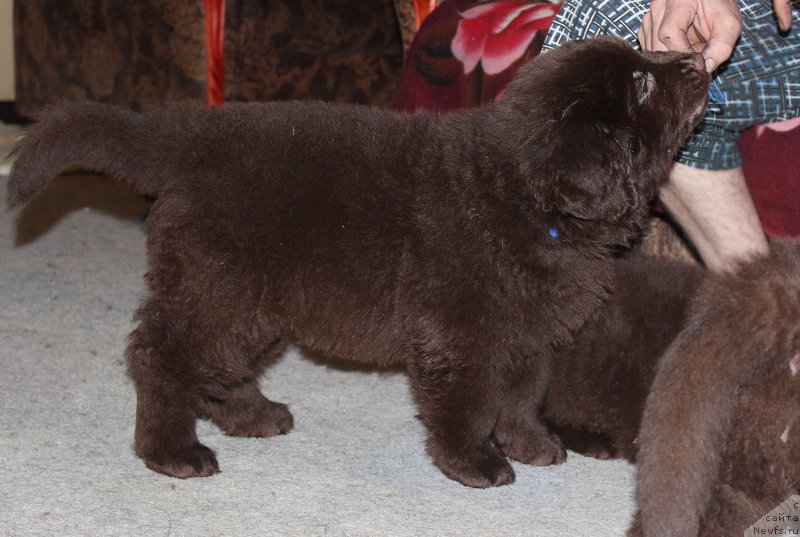 Фотография № 199588