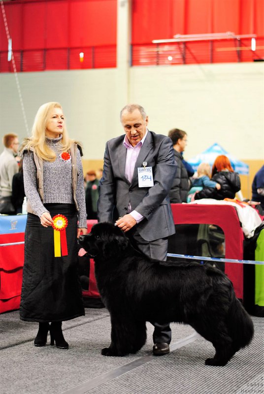 Фото: ньюфаундленд Ballada Zvezdnogo Dara s Berega Dona (Баллада Звездного Дара с Берега Дона)