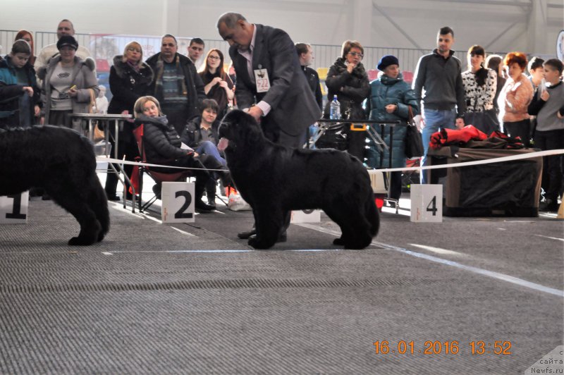 Фото: ньюфаундленд Ballada Zvezdnogo Dara s Berega Dona (Баллада Звездного Дара с Берега Дона)