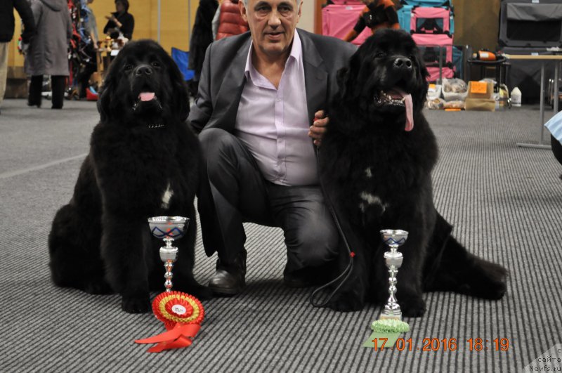 Фото: ньюфаундленд Ballada Zvezdnogo Dara s Berega Dona (Баллада Звездного Дара с Берега Дона), Zvezdnij Dar Brittany