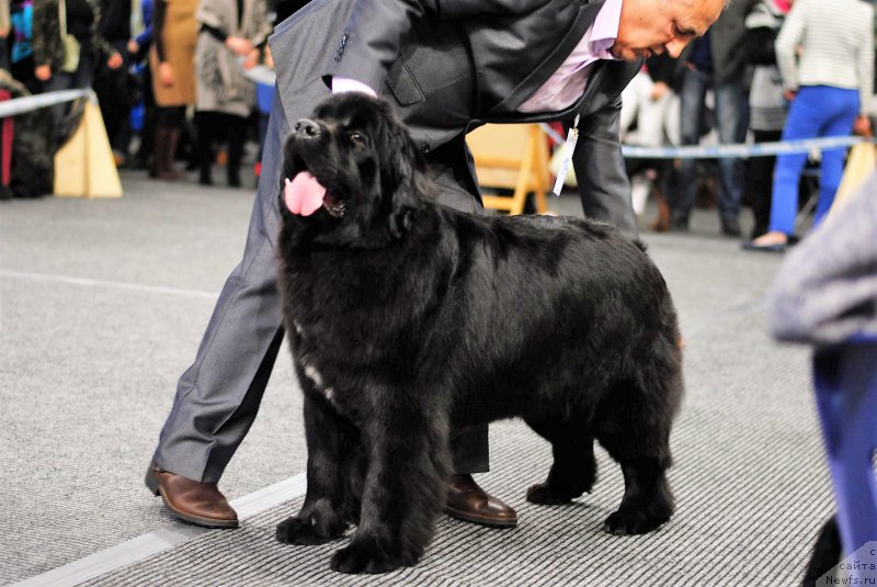 Фото: ньюфаундленд Ballada Zvezdnogo Dara s Berega Dona (Баллада Звездного Дара с Берега Дона)